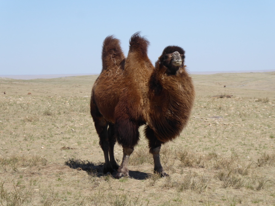 Mongolia; The Ultimate Travel Guide